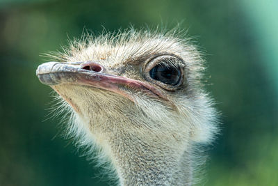 Close-up of ostrich