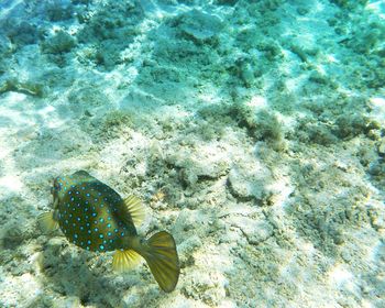 High angle view of turtle in sea