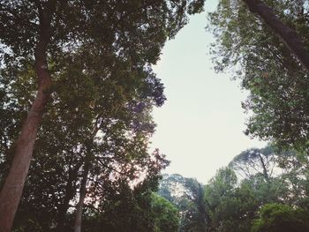 Low angle view of trees against sky