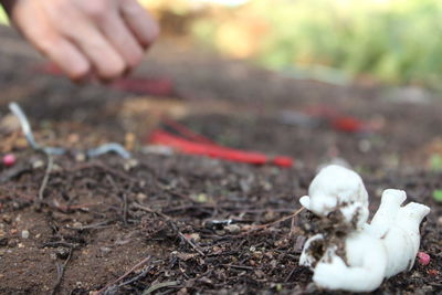 Close-up of hand feeding