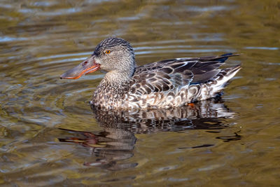 Northern shoveler female in a pond