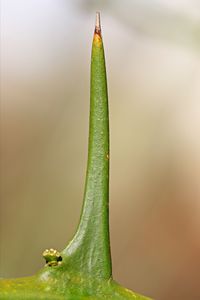 Close-up of green leaf