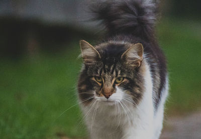 Close-up portrait of cat