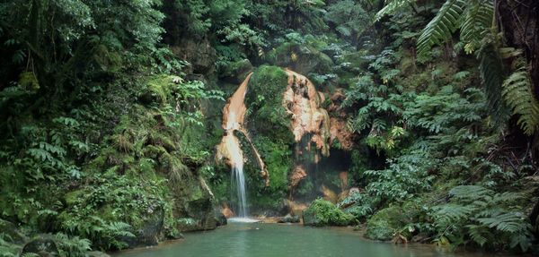 Scenic view of river amidst trees in forest