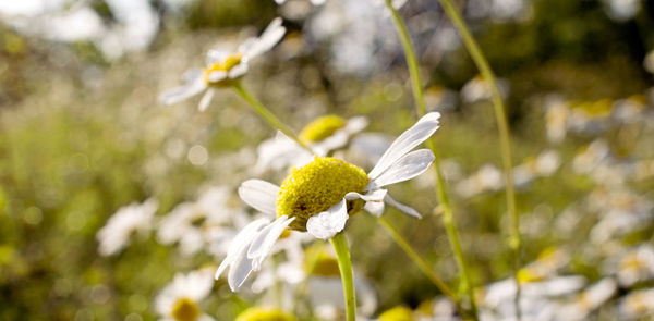 Close-up of white flowering plant