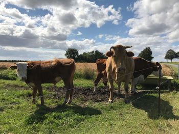 Cows standing on field against sky