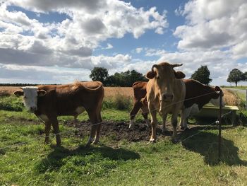 Cattle standing on grassy field against cloudy sky