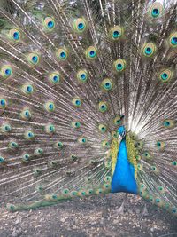 Close-up of peacock