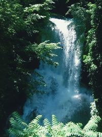 Scenic view of waterfall in forest