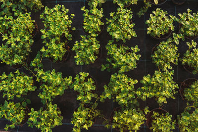 High angle view of green plants