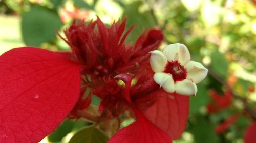 Close-up of red hibiscus flower