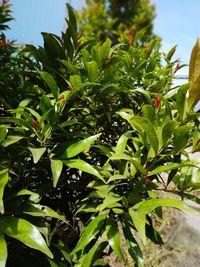 Close-up of fresh green leaves