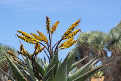 Low angle view of flowering plant against blue sky