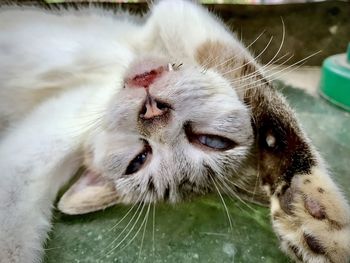 Close-up of cat drinking water