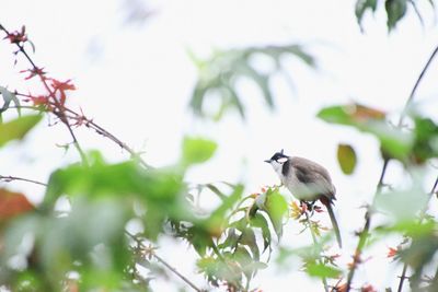 Low angle view of bird perching on plant