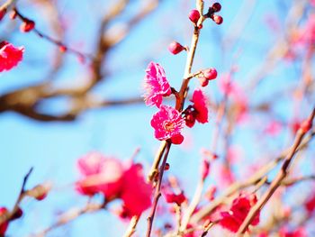 Low angle view of pink cherry blossom