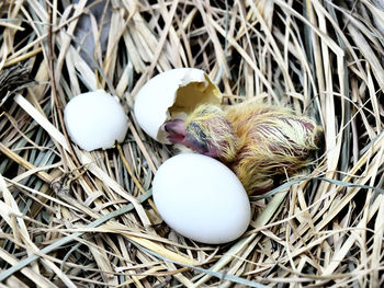 High angle view of baby pigeon bird in the nest