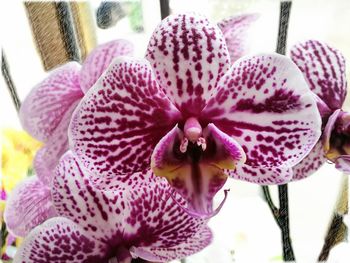 Close-up of pink orchid blooming outdoors