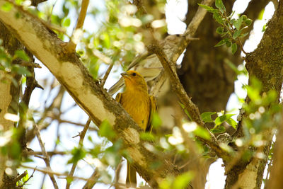 Low angle view of bird perching on tree