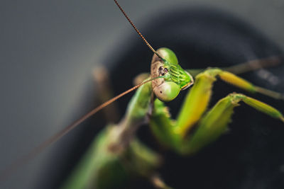 A image of a wild praying mantis resting on a car close up