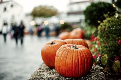 Close-up of pumpkin pumpkins outdoors