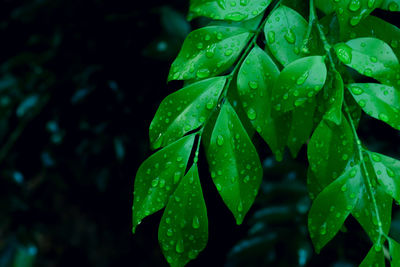 Close-up of raindrops on leaves