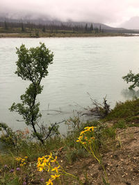 High angle view of yellow flowering plants by lake against sky