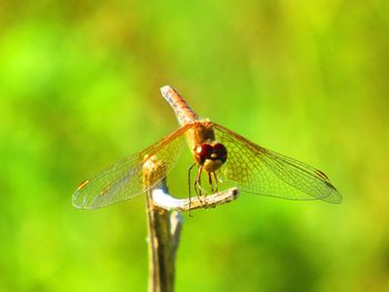 Close-up of dragonfly on leaf