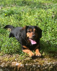 Portrait of black dog lying on land