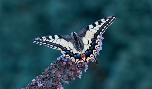 Close-up of butterfly pollinating flower