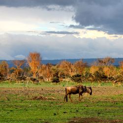 Horse grazing on field against sky
