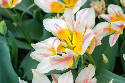 Close-up of white flowering plants