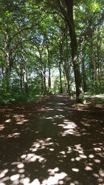 Empty road along trees in forest