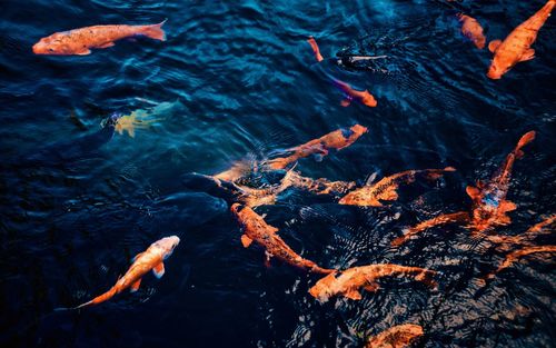 High angle view of koi carps swimming in lake