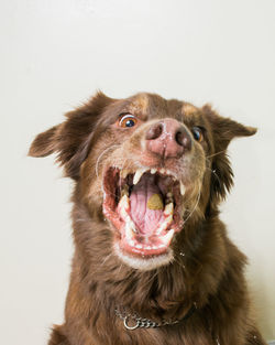 Portrait of a dog over white background