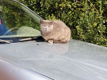 Cat sitting in a car