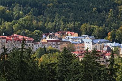 View of trees in town