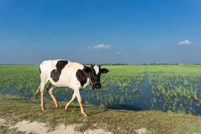 Cows in a field