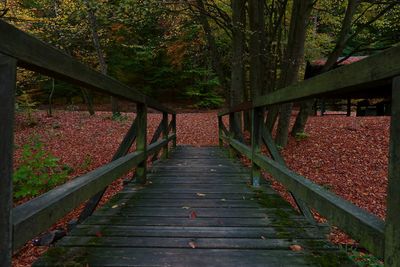 Footbridge over footpath in forest during autumn