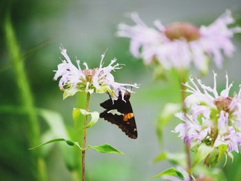 Close-up of butterfly pollinating on purple flower