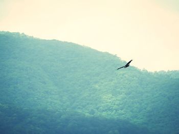 Low angle view of silhouette bird flying against clear sky