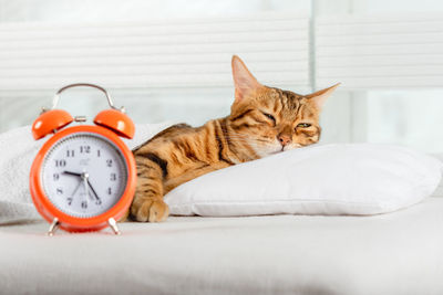 A beautiful red cat is resting on a pillow. sleeping bengal cat.