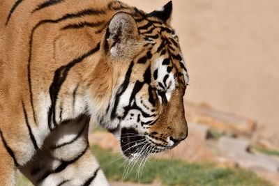 Close-up of a cat