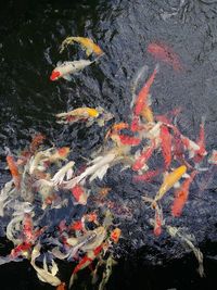 High angle view of koi carps swimming in lake