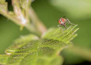 Close-up of insect on leaf