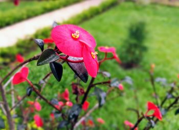 Close-up of insect on pink flower