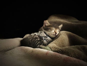 Close-up of cat sleeping on bed