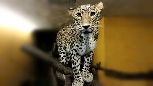 Portrait of tiger in zoo