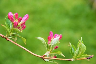 Close-up of pink flowering plant leaves