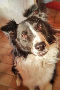 Close-up portrait of dog at home